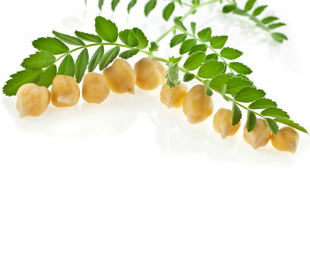 Chickpea plant with seed isolated on white backgroundの写真素材