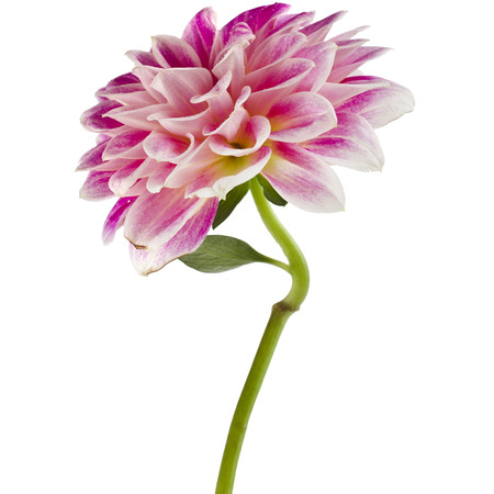 Studio Shot of one Colored Dahlia Flower Isolated on White Backgroundの写真素材