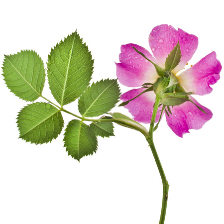 Beautiful stem pink rose isolated on white backgroundの写真素材