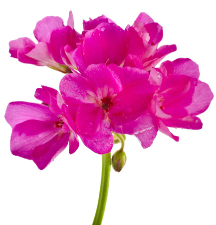 Geranium Pelargonium Flowers isolated on white backgroundの写真素材