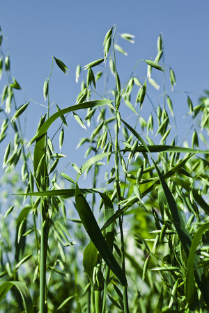 Close up shot   green oat field on summer day on blue skyの写真素材