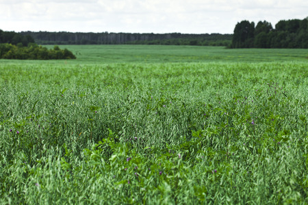 green large oat field on summer day with blue sky backgroundの写真素材