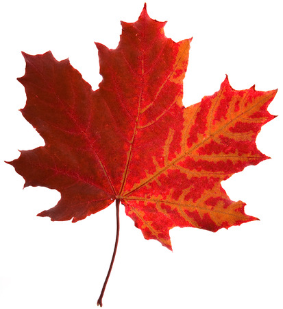 one red autumn leaf surface top view isolated on a white backgroundの写真素材