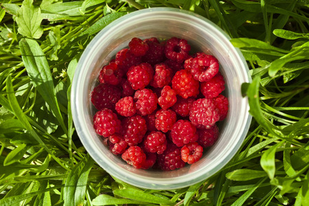 ripe raspberries macro in the bucket on summer green grassの写真素材