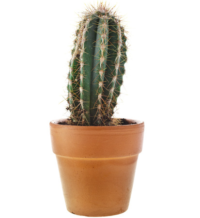 cacti cactus plant in flower pot isolated on white backgroundの写真素材