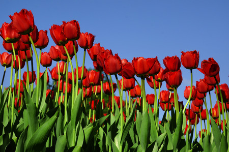 Tulipsの写真素材