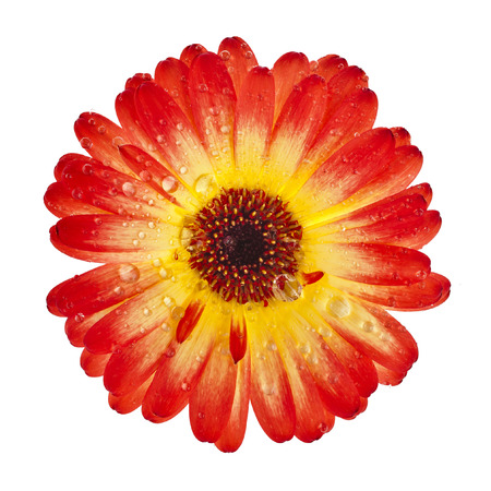 Gerbera head bud flower close up macro shot isolated on white backgroundの写真素材