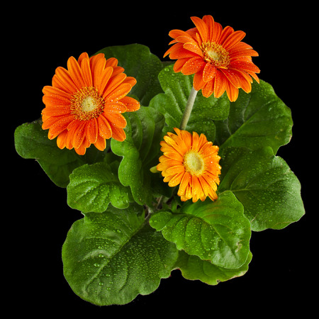 Orange Gerbera flowers with water drop on black backgroundの写真素材