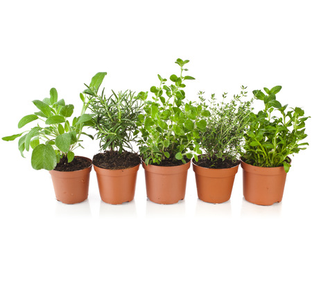 Collection of aromatic herbs in brown flower pot isolated on white backgroundの写真素材