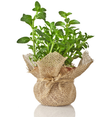 Mint herb growing in a pot isolated on a white backgroundの写真素材