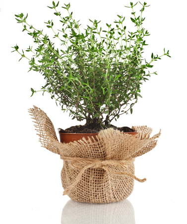 Young fresh vegetable thyme sprout seedling in brown terracotta pot wrapping bag cloth isolated on white backgroundの写真素材