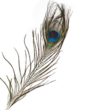 peacock feather plume isolated on white close-upの写真素材