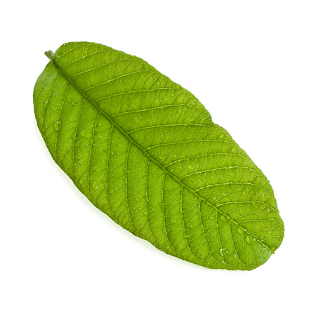 one leaf guava close up macro isolated on whiteの写真素材