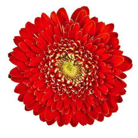 Gerbera flower head close up macro with water drop isolated on white backgroundの写真素材