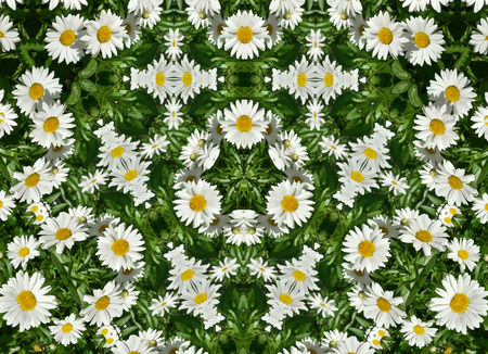 Abstract Frame Pattern of field daisy flowers outdoor backgroundの写真素材