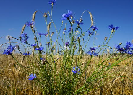 Rye field on a blue sky backgroundの写真素材