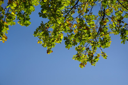 Spring oak leaves on blue sky backgroundの写真素材
