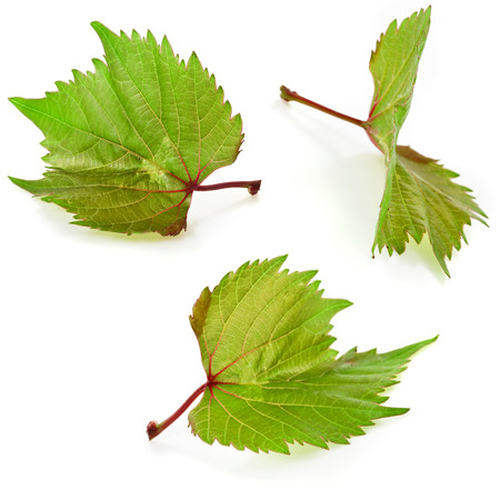 Grapes leaves macro shot collection Isolated on white backgroundの写真素材