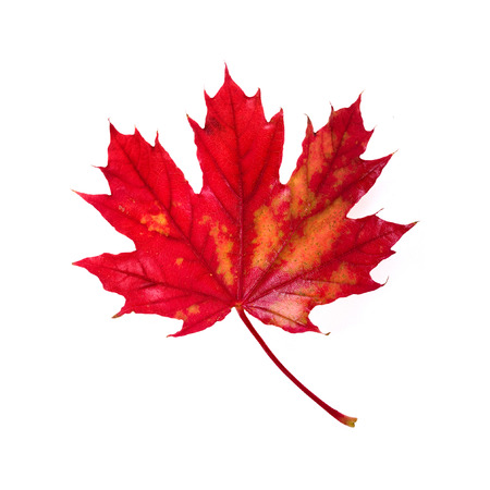 one red autumn leaf surface top view isolated on a white backgroundの写真素材