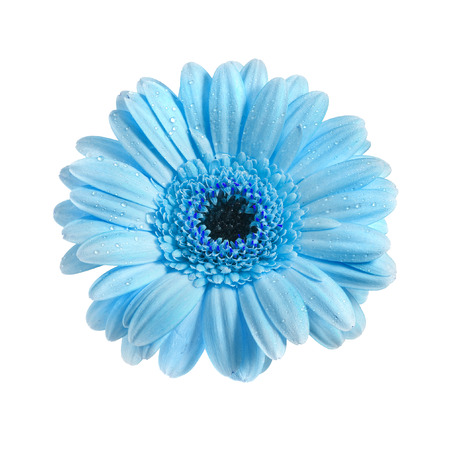 Gerbera flower with water drop isolated on white backgroundの写真素材