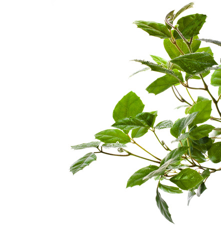 border of brunch of grassy green indoor plant cissus  isolated on white backgroundの写真素材