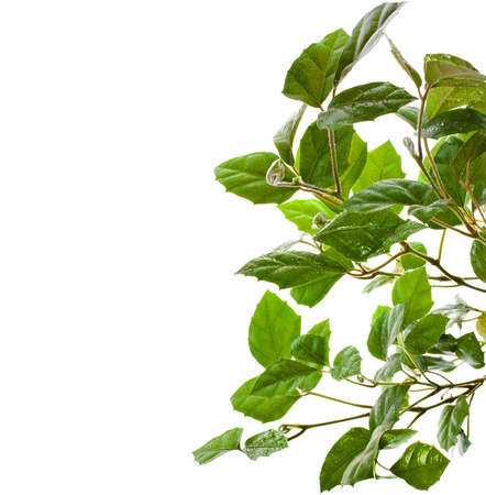 border of brunch of grassy green indoor plant cissus  isolated on white backgroundの写真素材