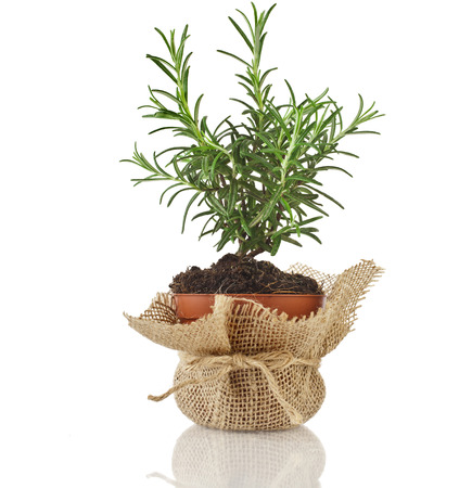 Rosemary herb growing in brown terracotta pot isolated on white backgroundの写真素材