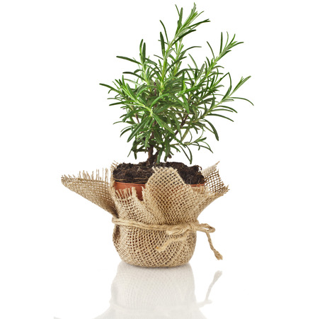 Rosemary herb growing in brown terracotta pot isolated on white backgroundの写真素材