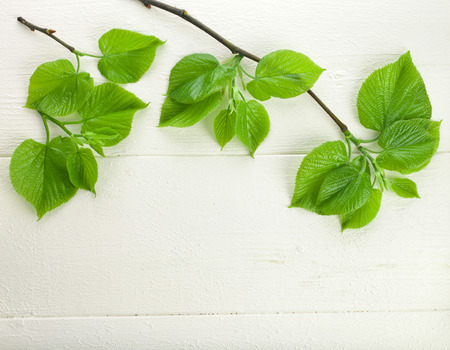 Spring Green Leaves close up in white wooden surface background with copy spaceの写真素材
