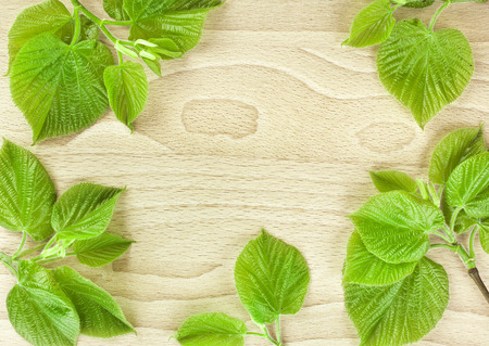 Spring Green Leaves close up in wooden surface background with copy spaceの写真素材