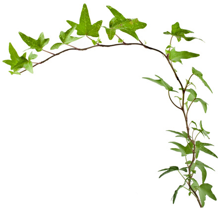 Green ivy plant close up isolated on white backgroundの写真素材