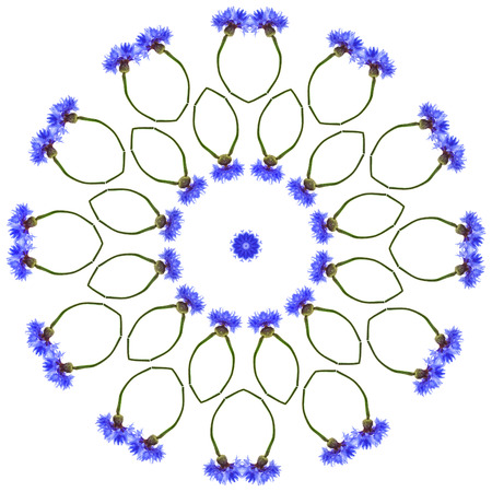 Abstract Floral Art Abstract Pattern of Cornflower isolated on white backgroundの写真素材