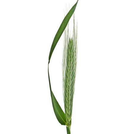 Fresh green herb grass with a spike ears isolated on white backgroundの写真素材