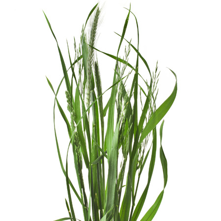 bunch of green grass Isolated on white background bunch of green grass Isolated on white background