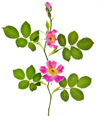 Rose flowers bunch isolated on white backgroundの写真素材
