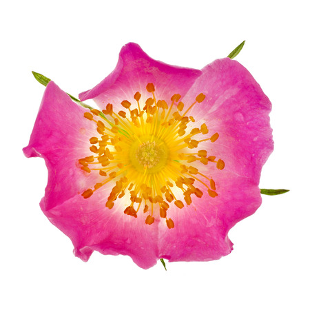 One wild rose bud head with water drops isolated on white backgroundの写真素材