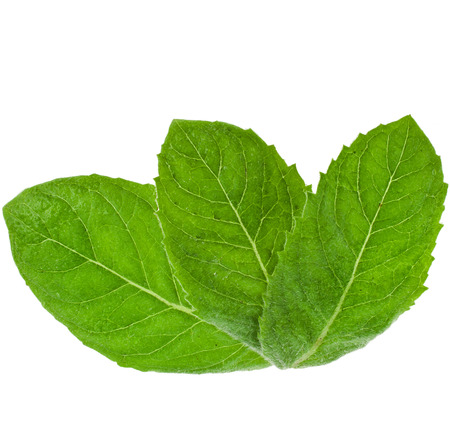 Fresh green mint leaves close up  isolated on white の写真素材