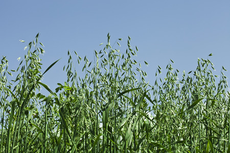 Close up shot  green oat field on summer day on blue skyの写真素材