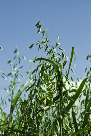 Close up shot  green oat field on summer day on blue skyの写真素材