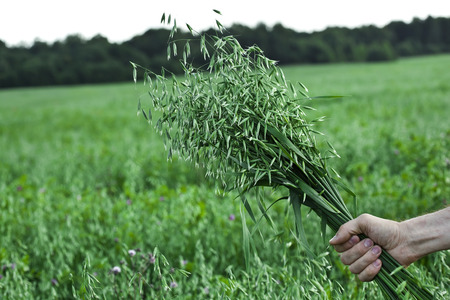 farmer holding a of oat bunch close up in summer sunny dayの写真素材