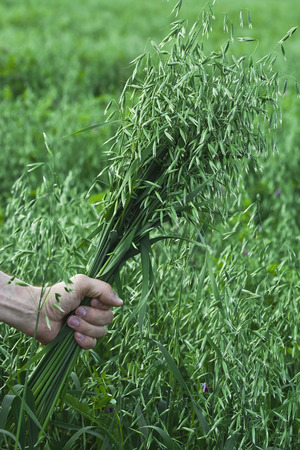 farmer holding a of oat bunch close up in summer sunny dayの写真素材