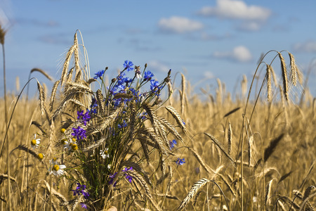 Rye field bunch on a blue sky backgroundの写真素材