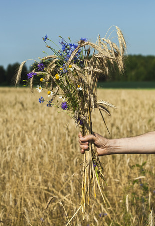 Rye field bunch on a blue sky backgroundの写真素材