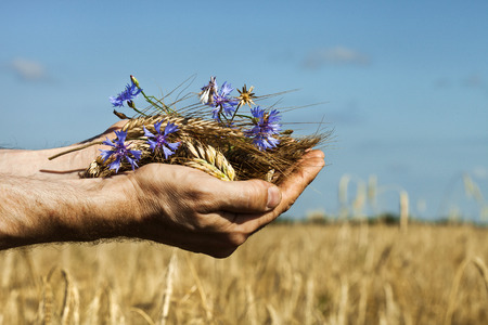 Farmer holding a spike of rye against the blue sky background  Harvest conceptの写真素材
