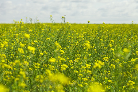 Rapeseed field on a blue sky backgroundの写真素材