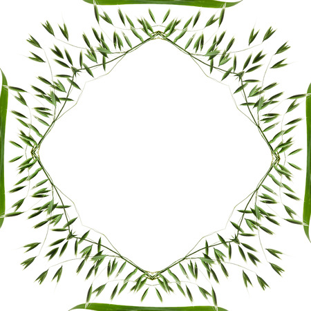 Abstract frame decor of fresh green oat isolated on white backgroundの写真素材