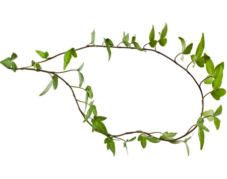 Border Frame made of Green climbing plant, isolated on white backgroundの写真素材