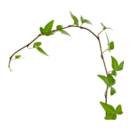 Green ivy plant close up isolated on white backgroundの写真素材