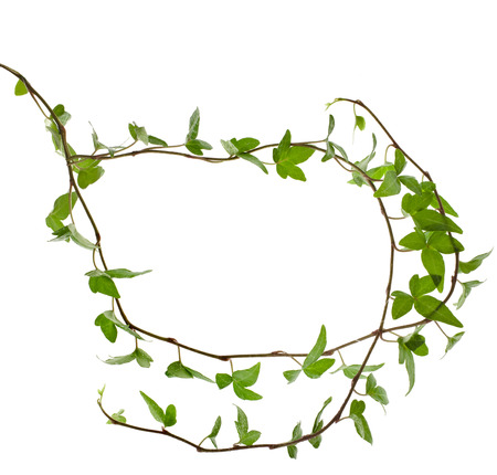 Frame of Green ivy plant close up isolated on white backgroundの写真素材