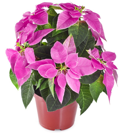 christmas flower poinsettia in flowerpot isolated on white backgroundの写真素材